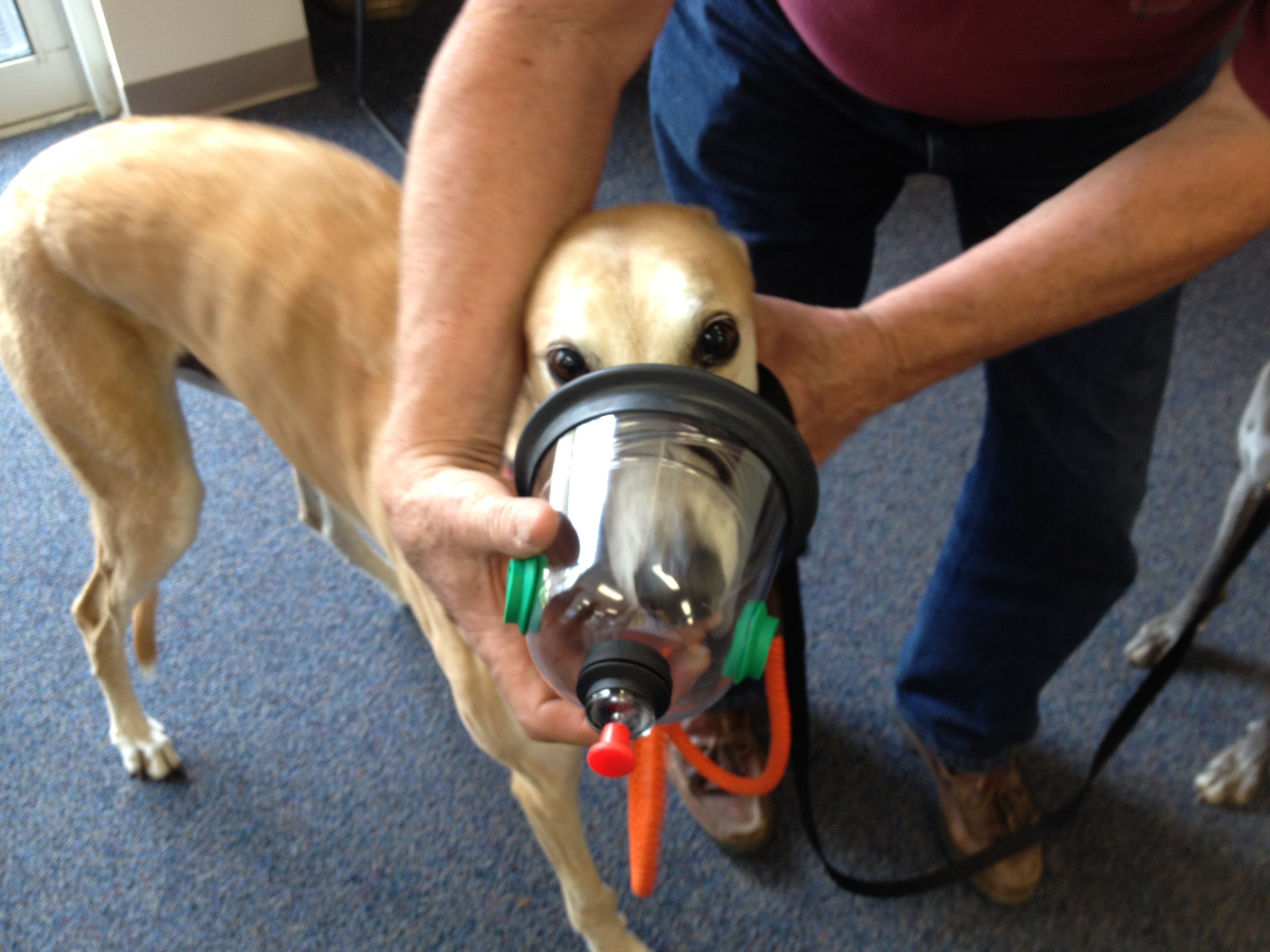 Greyhounds Rock Fredericksburg Pet Owners Can Breathe Easier